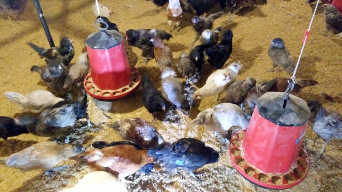 Dünyanın En Büyük Mavi Yumurta Damızlık Tesisi Sakarya'da Açıldı