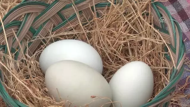 Mavi Yumurta Damızlık Tesisi Açıldı