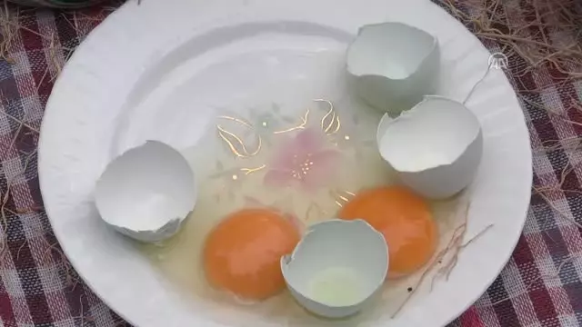 Mavi Yumurta Damızlık Tesisi Açıldı