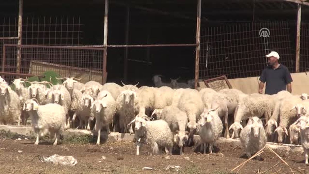 Nesli Kurtulan 'Kırklareli Kıvırcığının' Talibi Arttı
