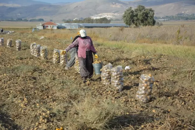 Patates Hasadı Sona Erdi