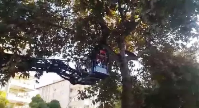 Gaziantep'te Ağaçta Mahsur Kalan Kediyi İtfaiye Kurtardı