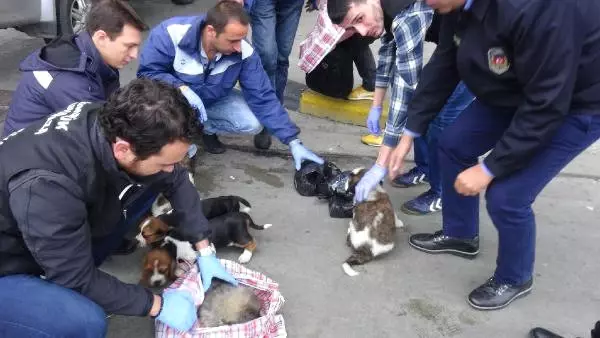 Kapıkule'de Otomobildeki Çantalardan 10 Yavru Köpek Çıktı