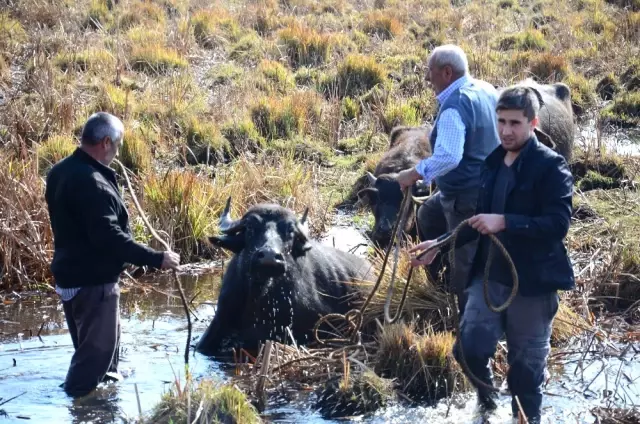 Mahsur Kalan Hayvanları Kurtarma Çalışmaları Sürüyor