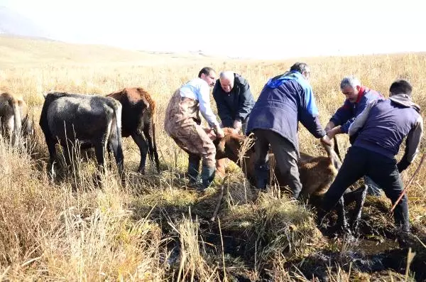 Muş'ta Büyükbaş Sürüsü, Bataklıkta Mahsur Kaldı
