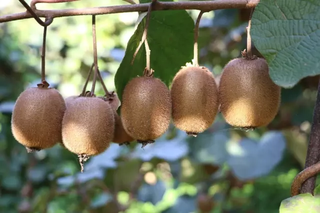 Rize'de Kivi Hasadı Başladı