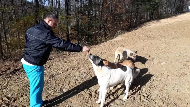 Sokak Hayvanlarına Sosisli İlaçlama