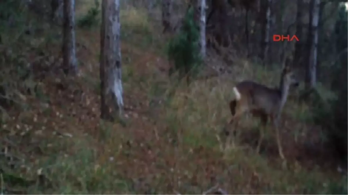 Tekirdağ Yaban Hayvanları Fotokapanla Görüntülendi