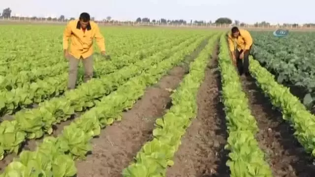 Cezalarını Organik Tarım Yaparak Çekiyorlar