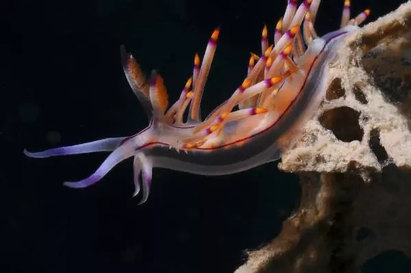 Kemer'in Su Altı Güzellikleri Kemer'in Su Altı Güzellikleri
