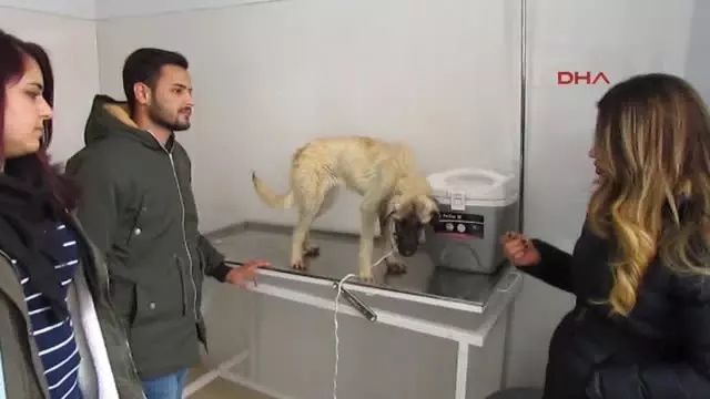 Afyonkarahisar Öğrenciler Yolda Buldukları Bitkin Köpeği Tedavi Ettirdi Afyonkarahisar Öğrenciler Yolda Buldukları Bitkin Köpeği Tedavi Ettirdi