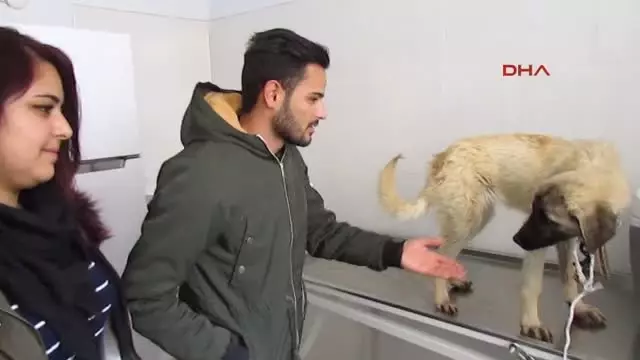 Afyonkarahisar Öğrenciler Yolda Buldukları Bitkin Köpeği Tedavi Ettirdi Afyonkarahisar Öğrenciler Yolda Buldukları Bitkin Köpeği Tedavi Ettirdi