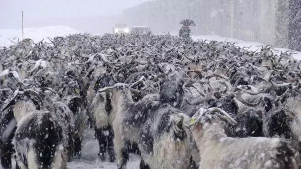 Doğu Karadeniz'de Kar Yağışı Etkili Oluyor