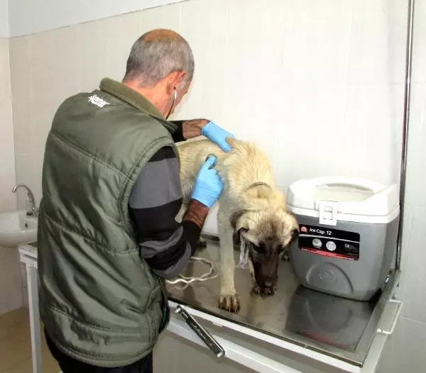 Öğrenciler, Yolda Buldukları Bitkin Köpeği Tedavi Ettirdi Öğrenciler, Yolda Buldukları Bitkin Köpeği Tedavi Ettirdi