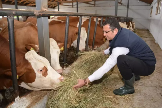 Ordu'da Hayvancılık Ayağa Kalktı