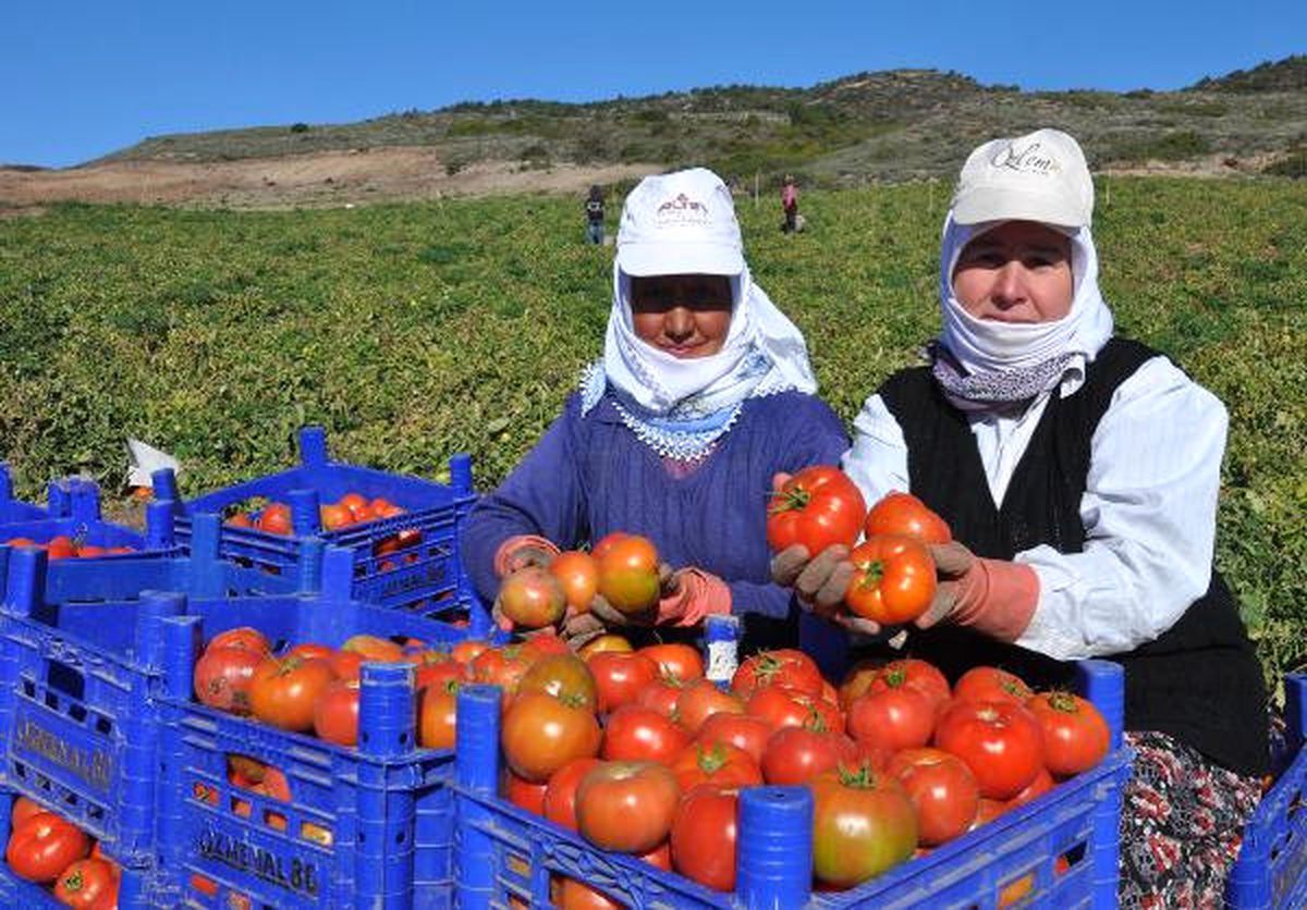 Güz Domatesinde Datça'nın Rakibi Yok