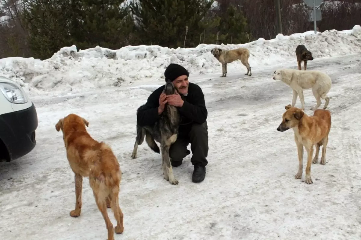 Sokak Köpeklerini Beslemek İçin 30 Kilometre Yol Gidiyor