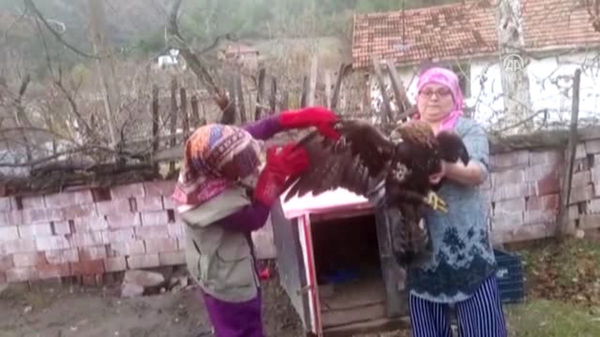 Yaralı 'Kaya Kartalı' Tedavi Altına Alındı
