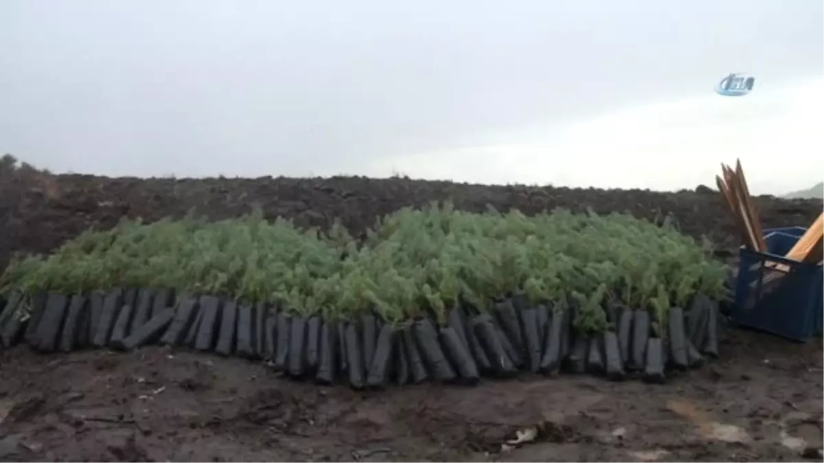 Bergama Bereket Ormanı'nda Fidanlar Toprakla Buluştu