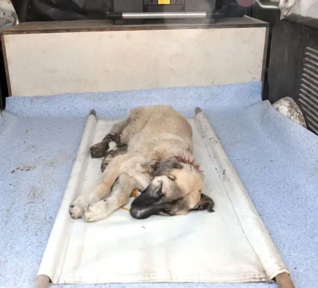 Gaziantep�te Domdom Kurşunu ile Vurulmuş Sokak Köpeği Bulundu Haberler