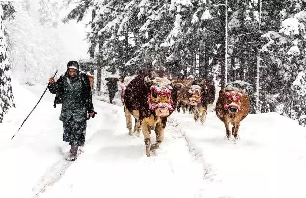 Doğu Karadeniz'de Kar Etkisini Gösterdi