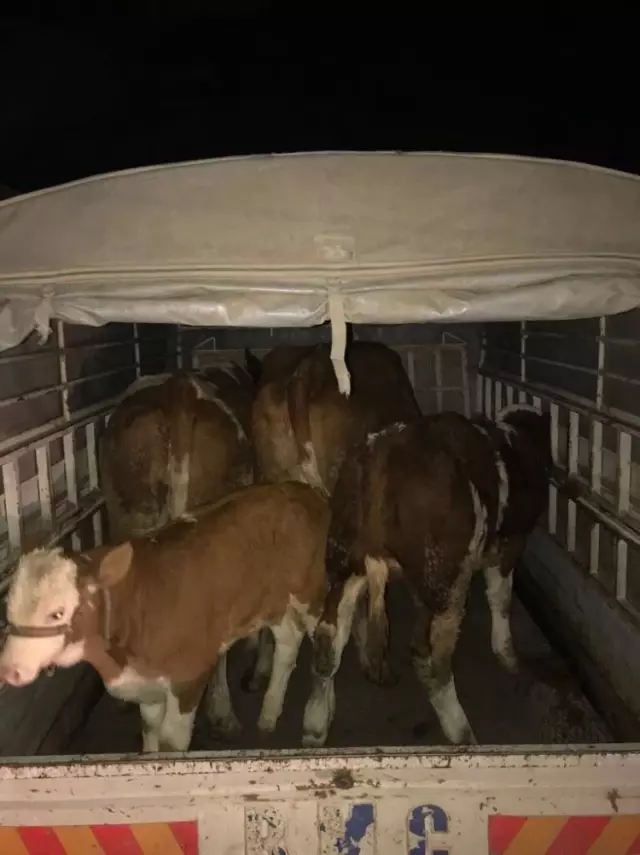 Elazığ'da Hayvan Hırsızları Yakalandı