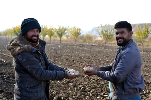İngiltere'den Dönen Bilgisayar Mühendisi Sarımsak Ekimine Başladı