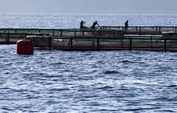 Merçed: Balık Çiftlikleri Kurulmaya Başlandı