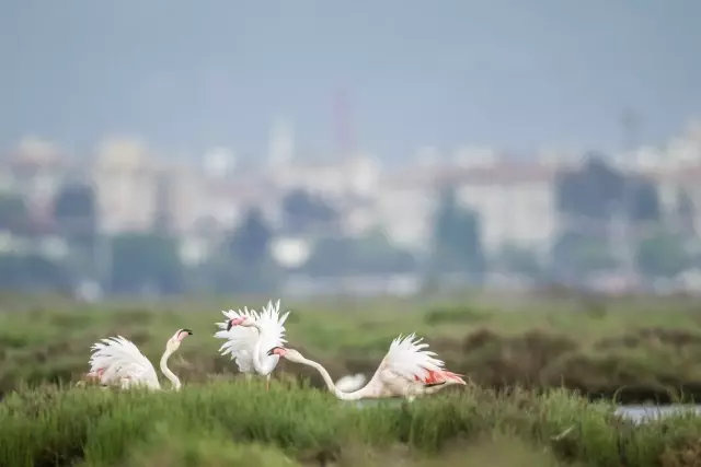 10 Aralık'ta İzmir'de Flamingo ve Denizbörülcesi Yürüyüşü