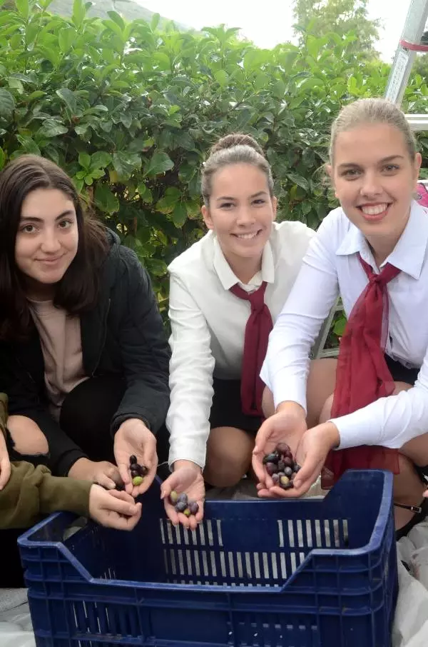 Ege'nin İki Yakası Zeytin Festivalinde Buluştu