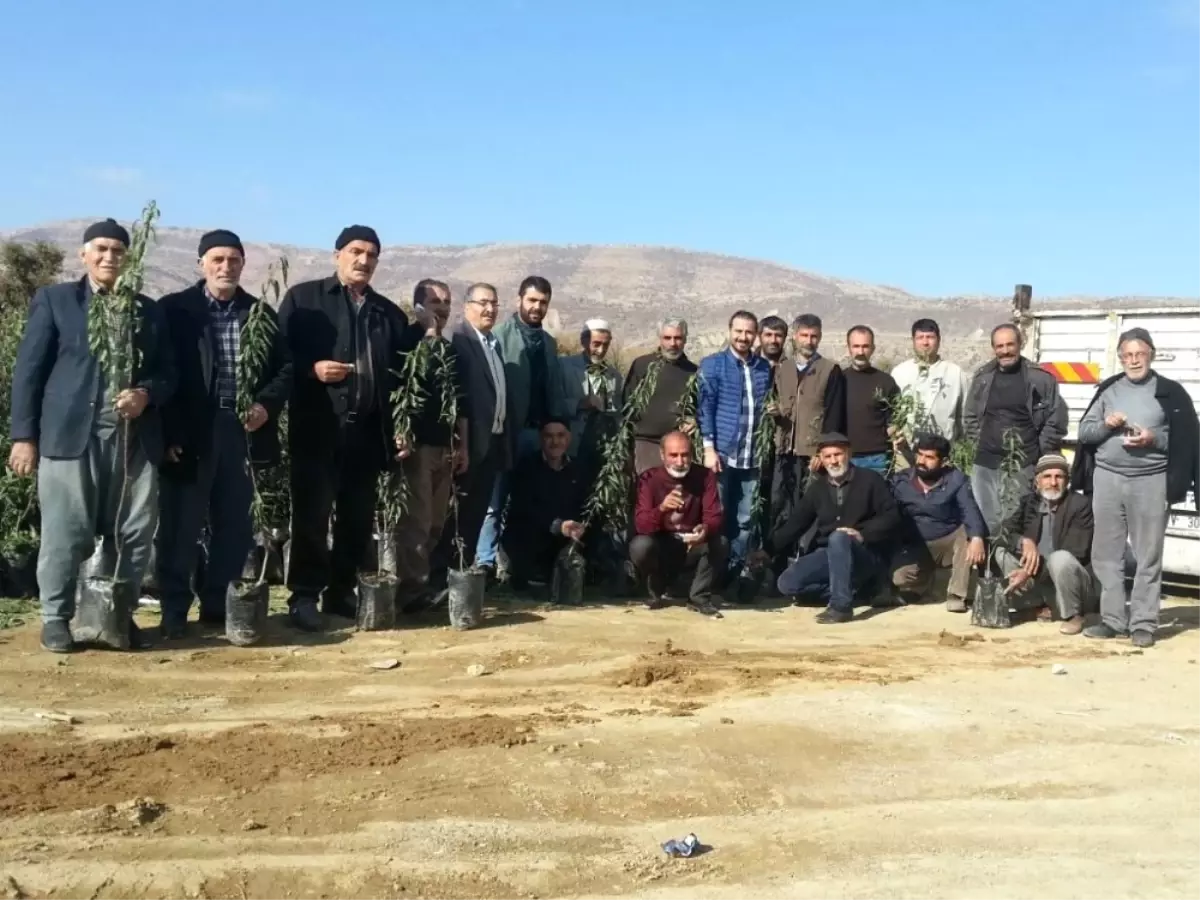 Çiftçilere 11 Bin 805 Fidan Dağıtıldı