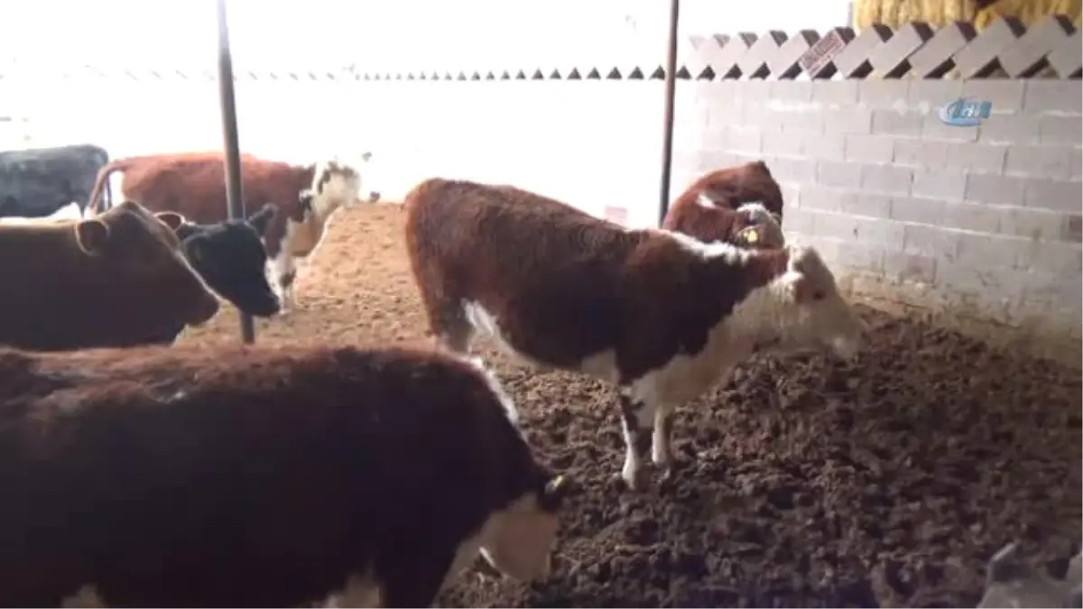 Eltiler Hayvan Çiftliği Kurdu, Kadınlara Örnek Oldu