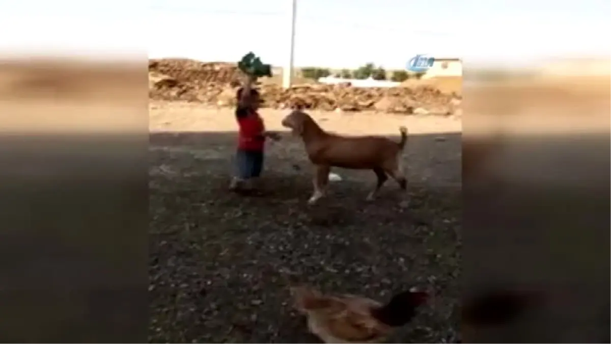 Küçük Çocuk ile Keçinin Dostluğu