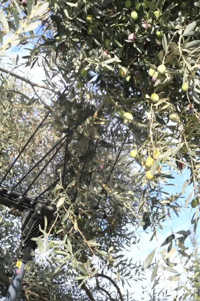 Zeytin Ağaçları 3 Yıl Sonra Meyve Verdi