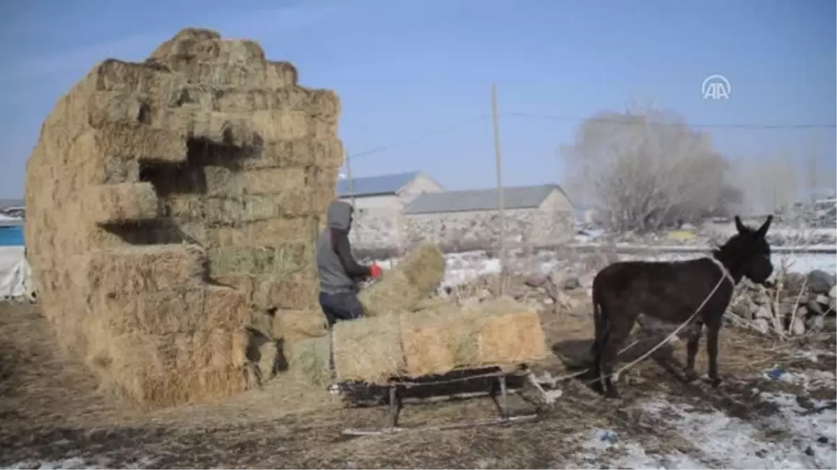 Doğu Anadolu'da Soğuk Hava - Ağrı