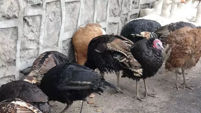 Kars'ta, Yılbaşı Hindileri Görücüye Çıktı
