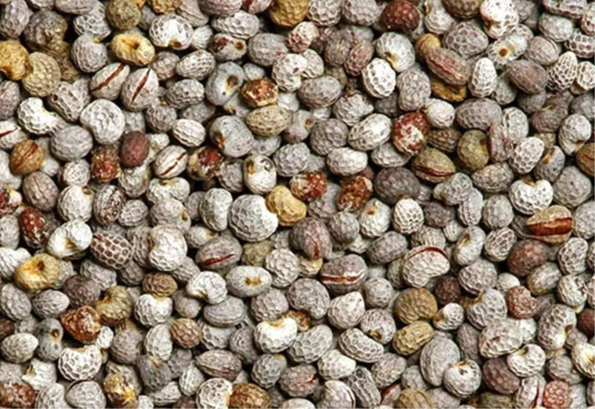 Acı Çehre Tohumu Nedir, Nasıl Kullanılır?