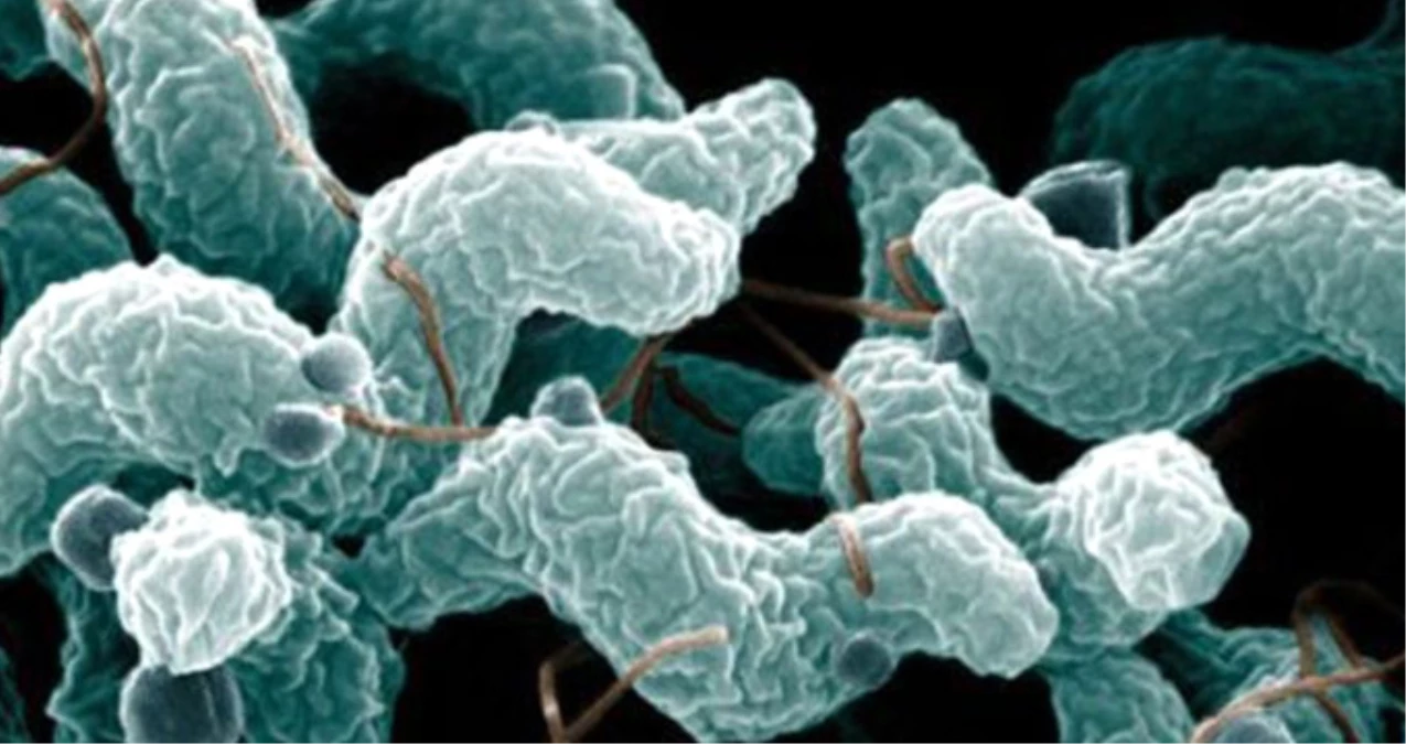 Japonya'da Et Yiyen Bakteri Paniği! Yüzlerce Kişiye Enfeksiyon Bulaştı