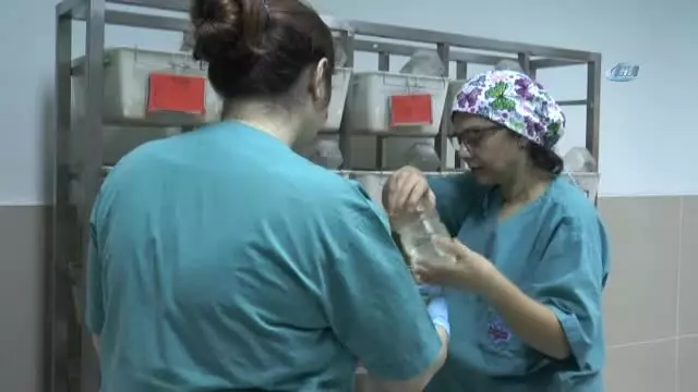 Perga' Bilimsel Çalışma ile Kapsüle Dönüştü Perga' Bilimsel Çalışma ile Kapsüle Dönüştü