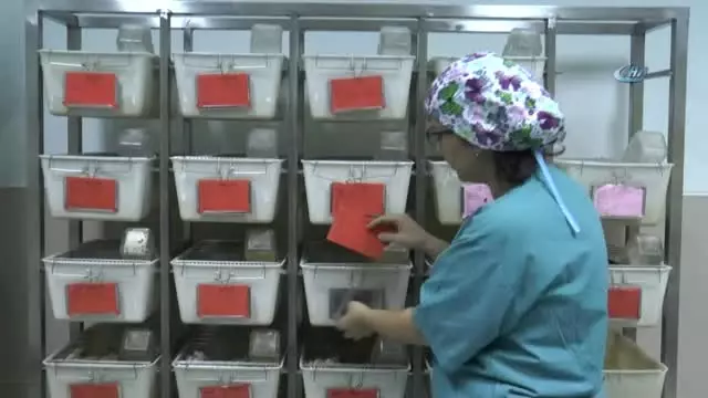 Perga' Bilimsel Çalışma ile Kapsüle Dönüştü Perga' Bilimsel Çalışma ile Kapsüle Dönüştü