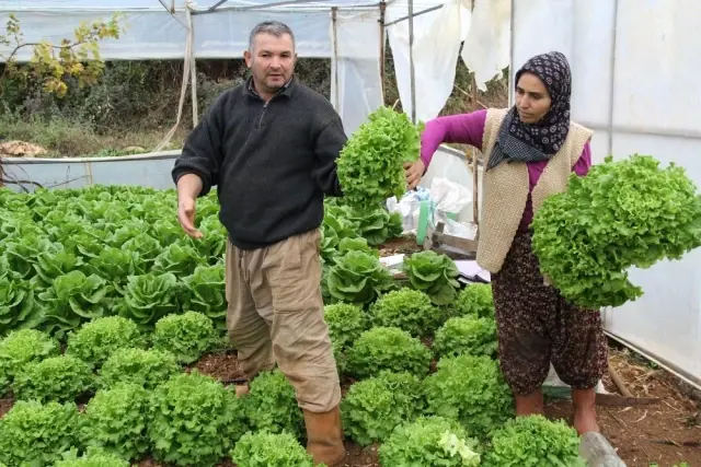 Türkiye'nin Kış Sebzeleri Isparta Sütçüler'den - Haberler ...