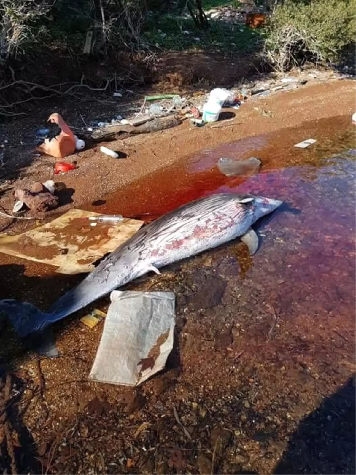 Marmaris'te Ölü Yunus Karaya Vurdu