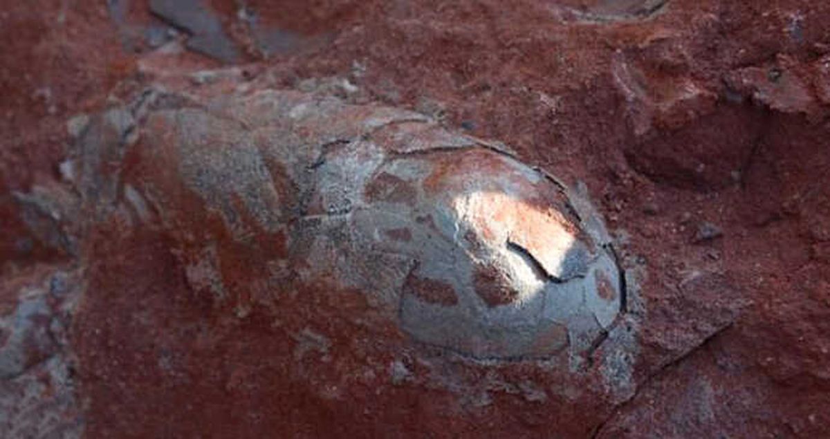 Çin'de 130 Milyon Yıllık Dinozor Yumurtası Bulundu