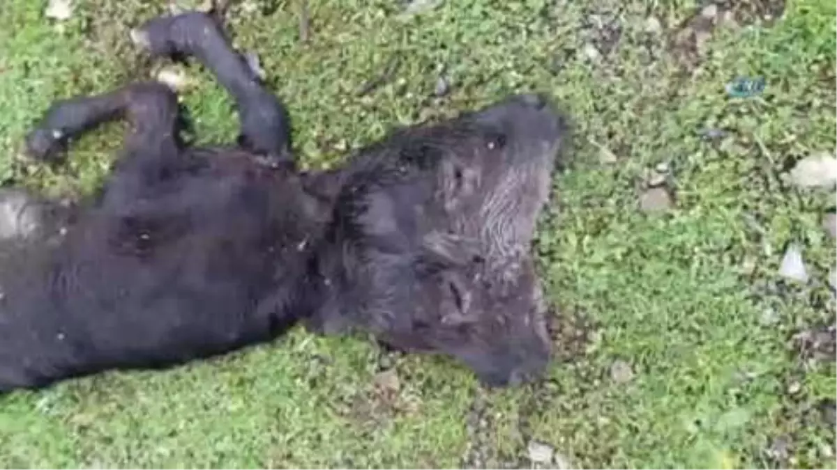 Derecik'te Çift Başlı Doğan Buzağı Şaşkınlığı...doğduktan Saatler Sonra Telef Oldu