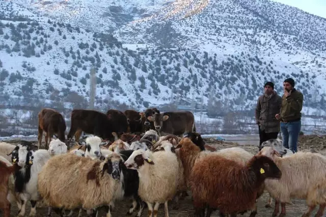 Akşarlılar Kapalı Hayvan Pazarı İstedi Akşarlılar Kapalı Hayvan Pazarı İstedi