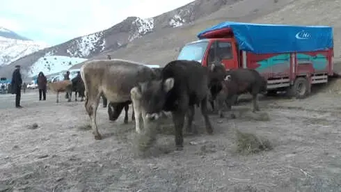 Akşarlılar Kapalı Hayvan Pazarı İstiyor Akşarlılar Kapalı Hayvan Pazarı İstiyor