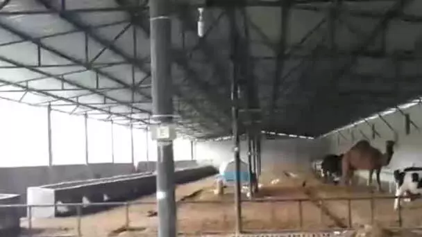 Adana'da Tefeciler Deveye El Koyup, Ölünün Üzerine Şirket Açmış