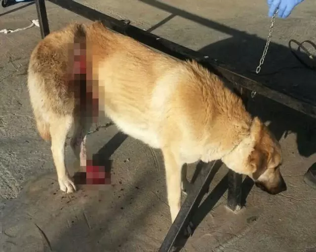 İzmir'de Kaybolan Köpek Tellere Bağlı ve Yaralı Halde Bulundu