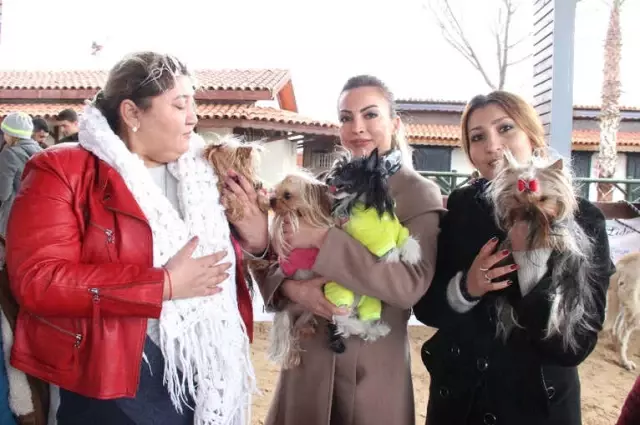 Köpek Irkları Yarışması İkinci Gününde