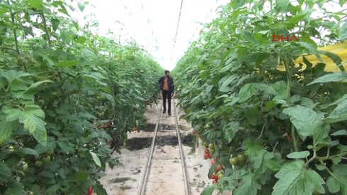 Şanlıurfa Sera Domatesi Üreticinin Yüzünü Güldürdü